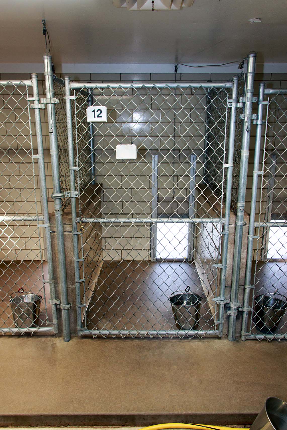 Large dog run with clean beds