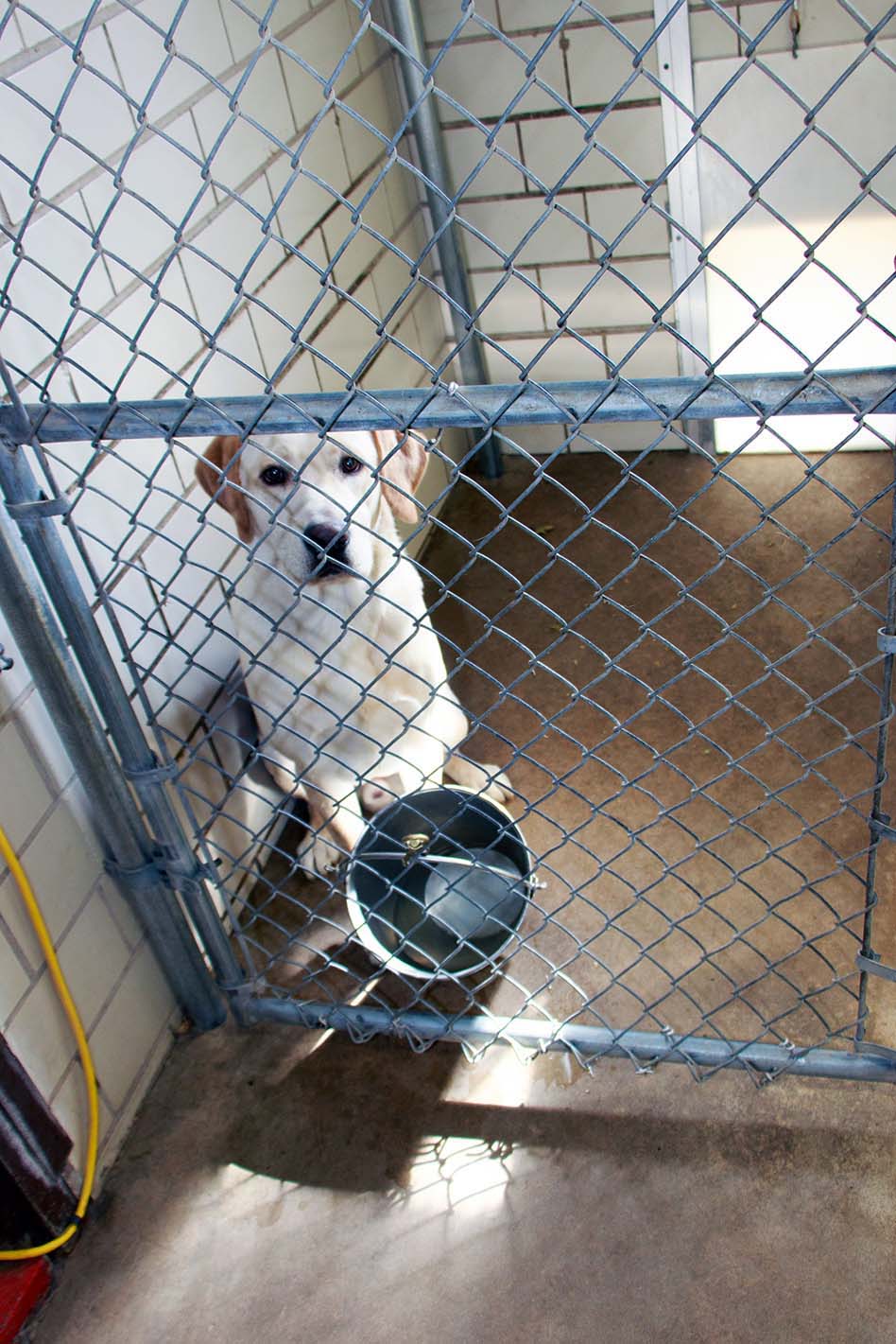 Large dog run inside climate controlled facility