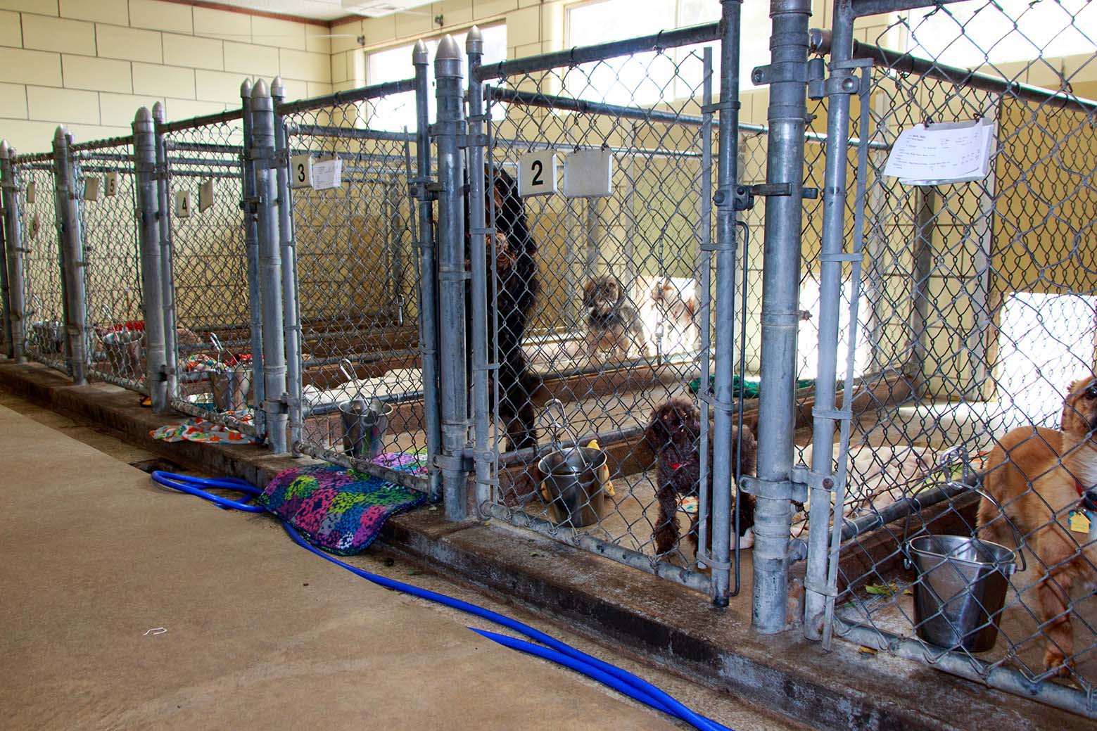 Small dog run facility